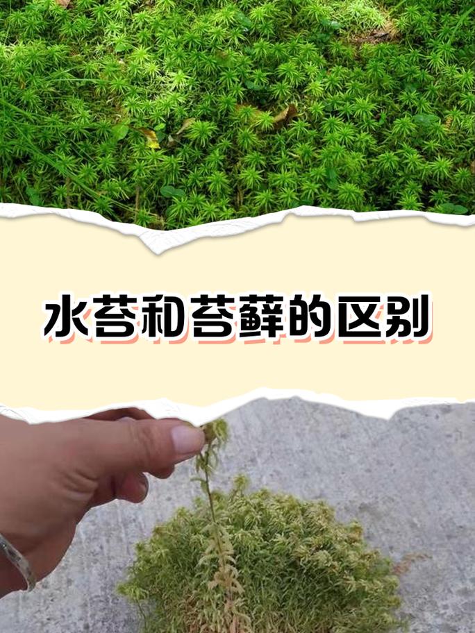 青苔是水生植物吗?真相与水生苔藓养护指南 水景中适用的苔藓种类与生长参数