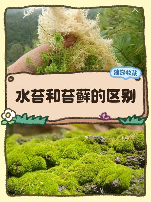 青苔是水生植物吗?真相与水生苔藓养护指南 青苔与水生植物的分类界限