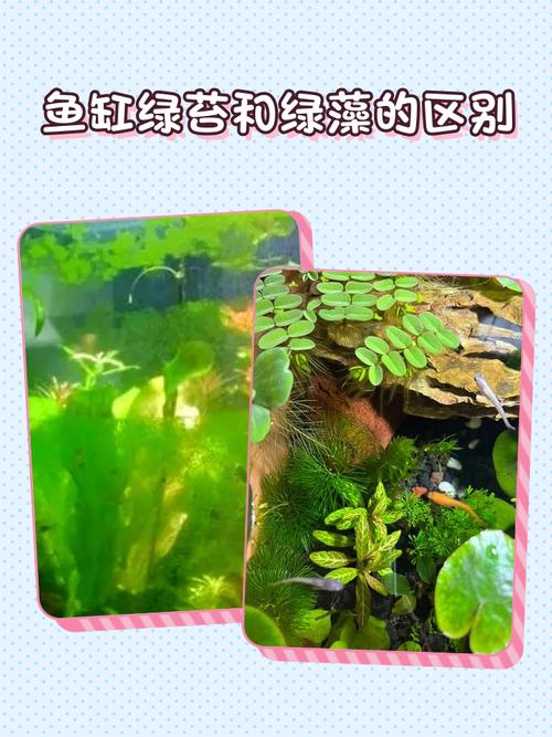 青苔是水生植物吗?真相与水生苔藓养护指南 苔藓的越冬管理