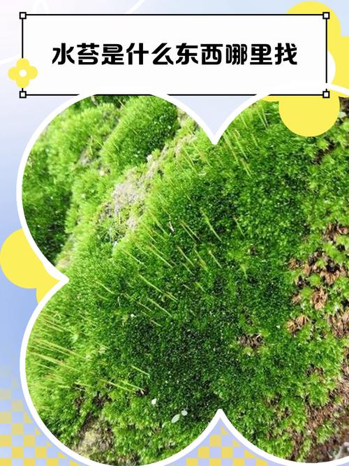 青苔是水生植物吗?真相与水生苔藓养护指南 苔藓的种植与扩繁操作步骤