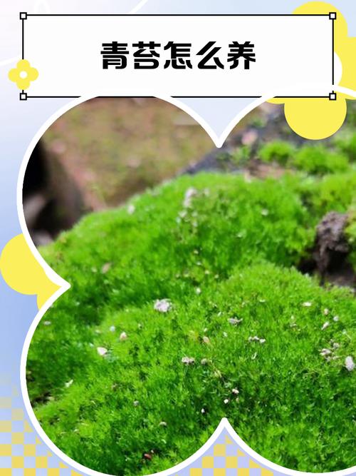 青苔是水生植物吗?真相与水生苔藓养护指南 常见错误与解决方案