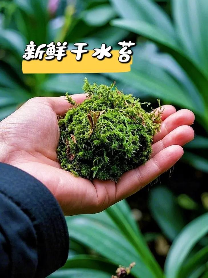 青苔是水生植物吗?真相与水生苔藓养护指南 常见问题FAQ