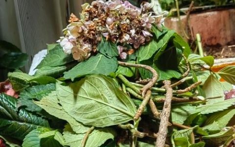 绣球花没开花要修剪吗？正确修剪时间与促花全攻略