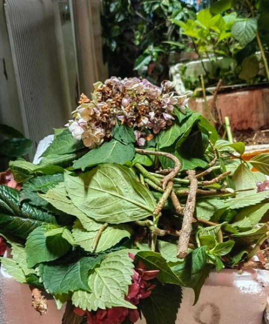 绣球花没开花要修剪吗？正确修剪时间与促花全攻略