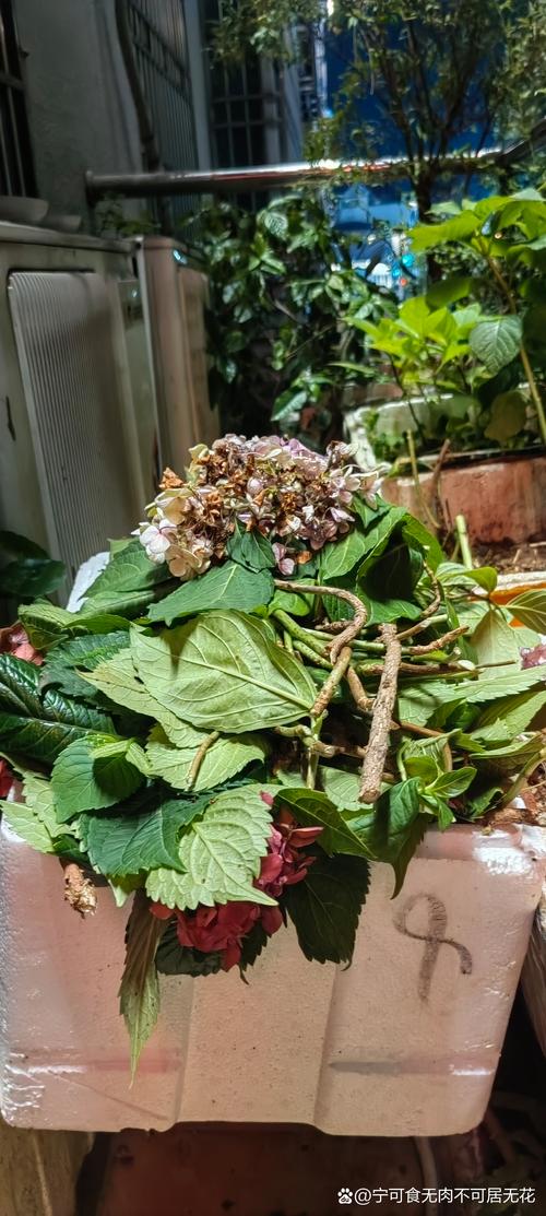绣球花没开花要修剪吗?正确修剪时间与促花全攻略 绣球花没开花要修剪吗?正确修剪时间与促花全攻略