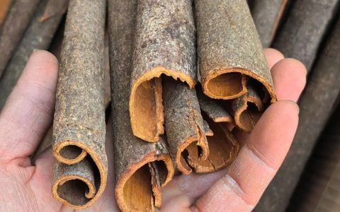 桂皮是桂花树的皮吗？揭秘香料与观赏植物的“血缘”关系