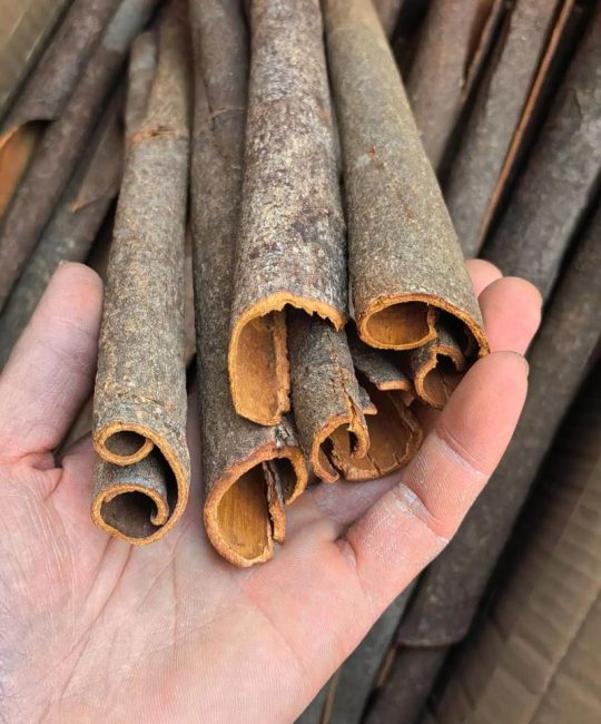 桂皮是桂花树的皮吗？揭秘香料与观赏植物的“血缘”关系
