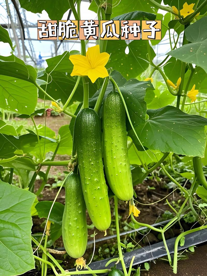 黄瓜重茬种植可以吗?解决重茬病害的7个实操步骤 黄瓜重茬种植可以吗?解决重茬病害的7个实操步骤