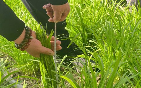 韭菜移栽怎么栽法？掌握这7步提高成活率