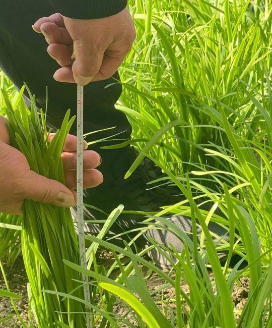韭菜移栽怎么栽法？掌握这7步提高成活率