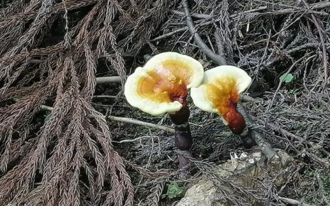 灵芝盆栽怎么养？掌握高湿与温控，不出菇也能当装饰