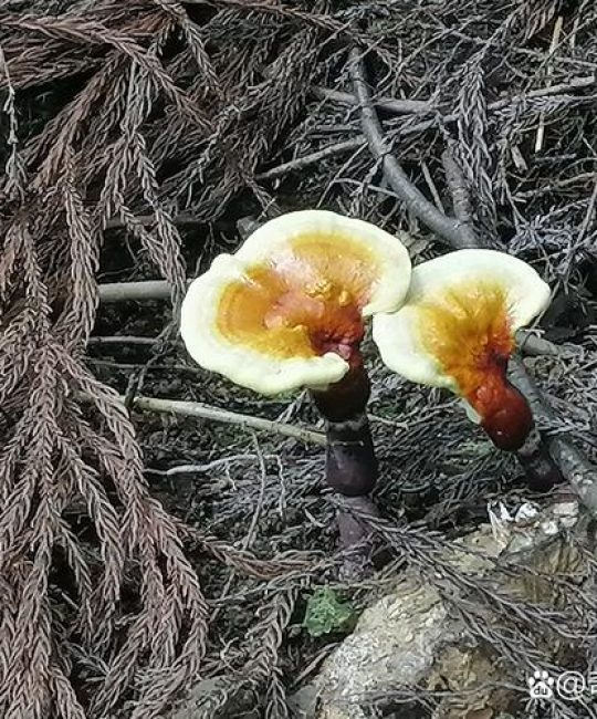 灵芝盆栽怎么养？掌握高湿与温控，不出菇也能当装饰