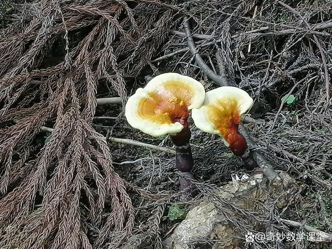 灵芝盆栽怎么养?掌握高湿与温控,不出菇也能当装饰 灵芝盆栽怎么养?掌握高湿与温控,不出菇也能当装饰