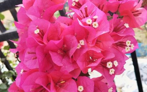 三角梅的花是叶子还是花？真假花朵识别与阳台养护全攻略
