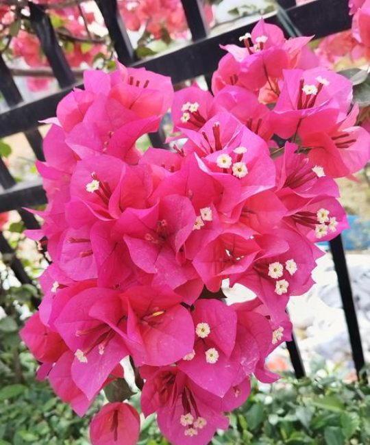 三角梅的花是叶子还是花？真假花朵识别与阳台养护全攻略