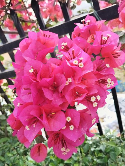 三角梅的花是叶子还是花？真假花朵识别与阳台养护全攻略