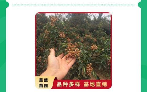 花椒树养护指南：如何避开施肥误区，科学种植