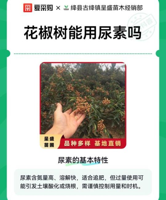 花椒树养护指南：如何避开施肥误区，科学种植