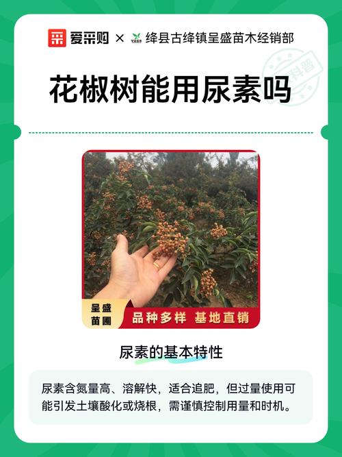 花椒树养护指南:如何避开施肥误区,科学种植 花椒树养护指南:如何避开施肥误区,科学种植