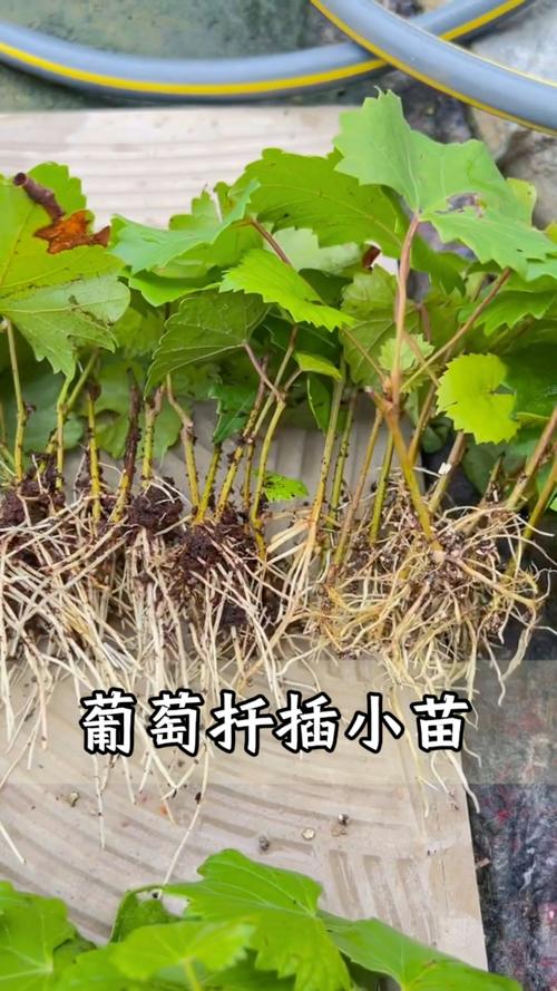 葡萄什么时间扦插最好?硬枝与嫩枝扦插全攻略 葡萄什么时间扦插最好?硬枝与嫩枝扦插全攻略