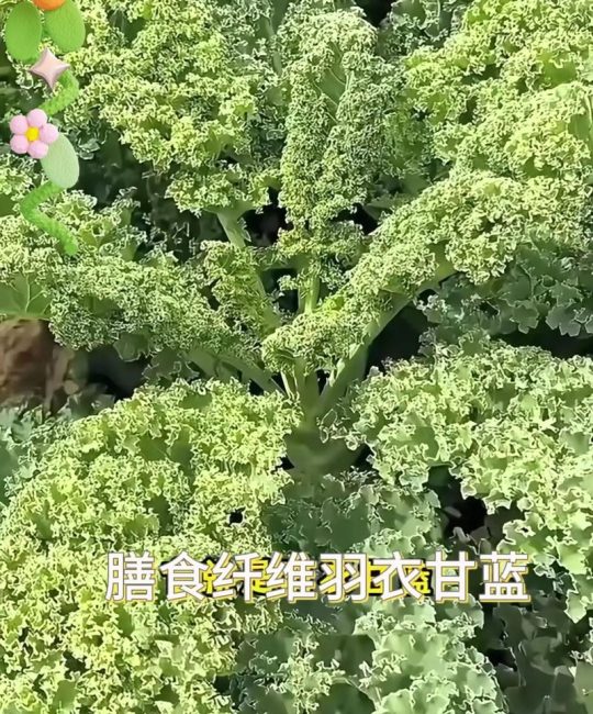 羽衣甘蓝菜的功效与作用：营养之王的安全食用指南