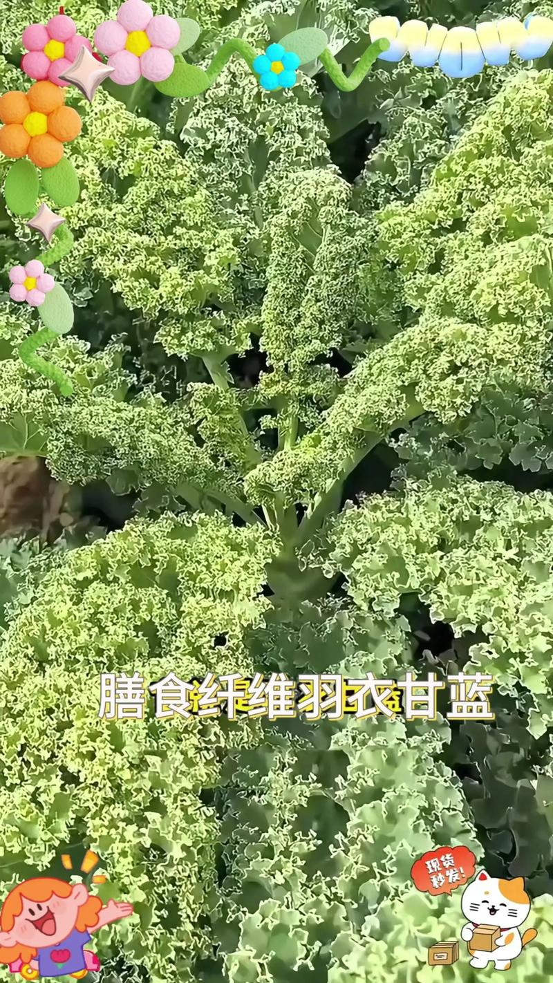 羽衣甘蓝菜的功效与作用:营养之王的安全食用指南 羽衣甘蓝菜的功效与作用:营养之王的安全食用指南