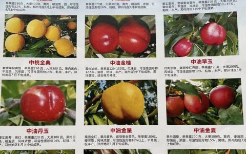 中桃金魁黄桃品种介绍