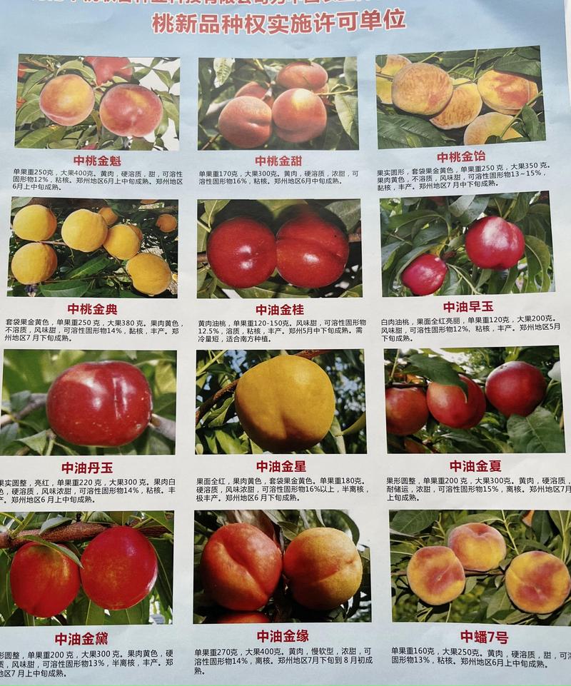 中桃金魁黄桃品种介绍 中桃金魁黄桃品种介绍