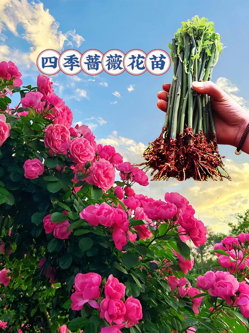 蔷薇花并非四季常青:习性解析与地域化种植指南 修剪促花系统指导(分季节/分品种)