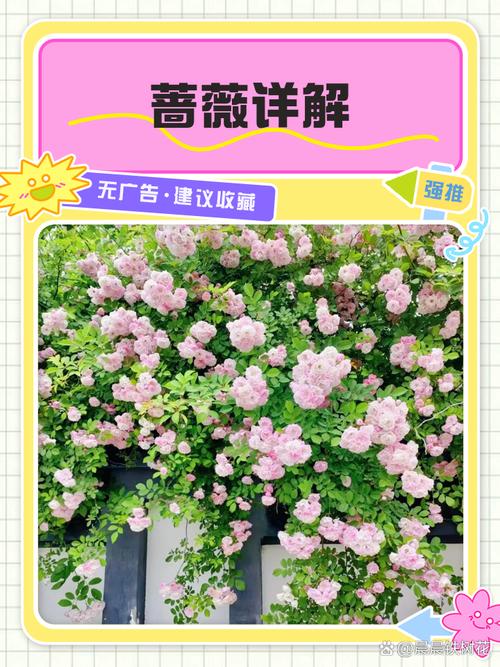蔷薇花并非四季常青:习性解析与地域化种植指南 越冬与越夏管理(分气候带操作清单)