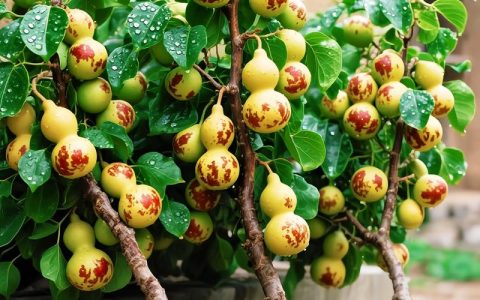 葫芦枣树是真的吗？品种介绍、适生区域与种植指南