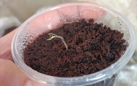 西红柿籽可以直接种吗？家庭种植全攻略与注意事项
