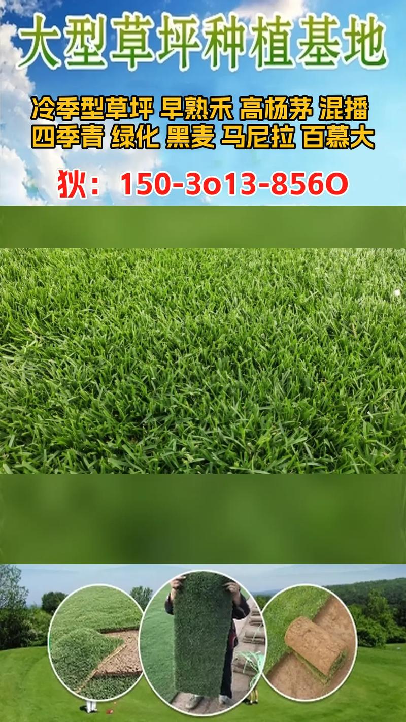 马尼拉草坪是四季常青吗?南北种植差异与养护全攻略 四季常青的判断标准