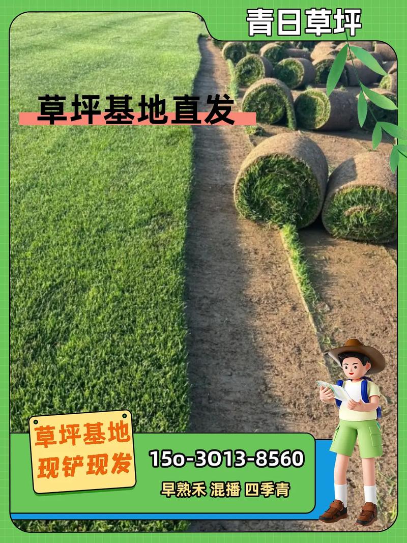 马尼拉草坪是四季常青吗?南北种植差异与养护全攻略 总结