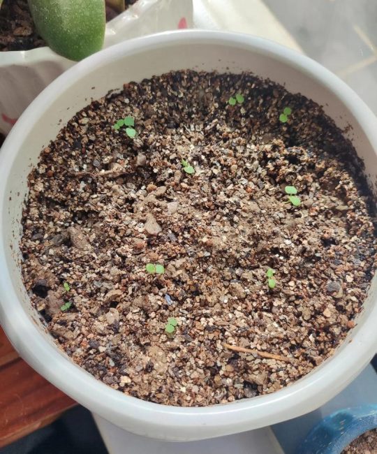 薄荷种子怎么种？家庭薄荷种植全指南