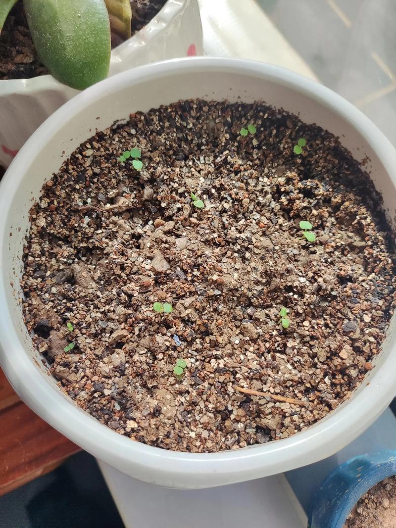 薄荷种子怎么种?家庭薄荷种植全指南 薄荷种子怎么种?家庭薄荷种植全指南