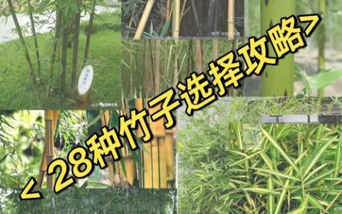 竹子有多少种类和品种？家庭常见竹子品种对比与选购指南