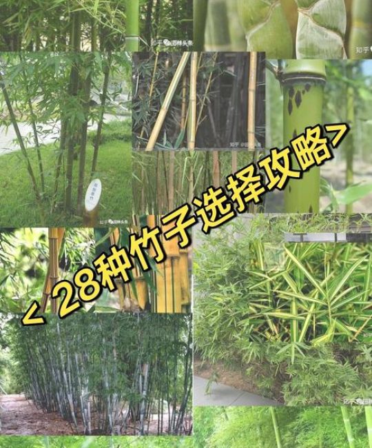 竹子有多少种类和品种？家庭常见竹子品种对比与选购指南