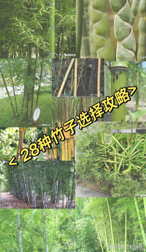 竹子有多少种类和品种?家庭常见竹子品种对比与选购指南 竹子有多少种类和品种?家庭常见竹子品种对比与选购指南
