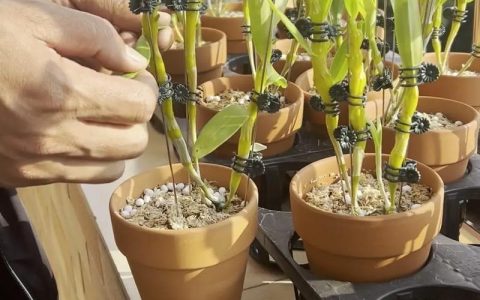 石斛盆栽养护全指南：浇水施肥与光照管理技巧
