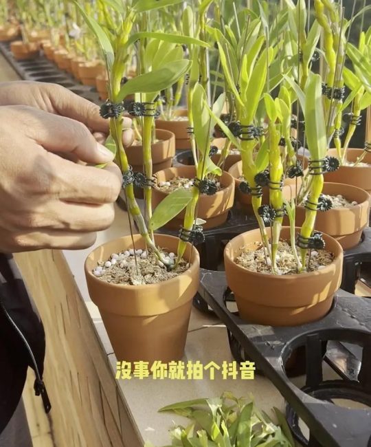 石斛盆栽养护全指南：浇水施肥与光照管理技巧
