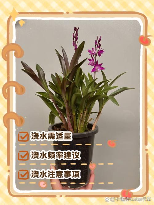 石斛盆栽养护全指南:浇水施肥与光照管理技巧 施肥管理