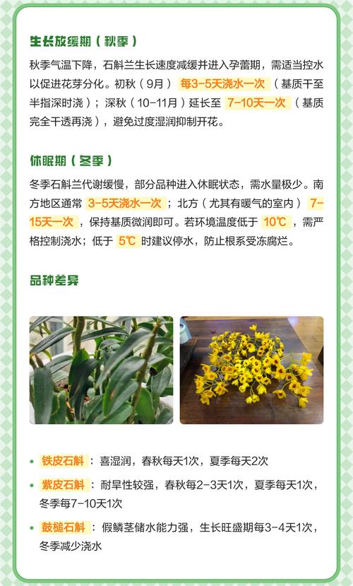石斛盆栽养护全指南:浇水施肥与光照管理技巧 换盆与基质管理