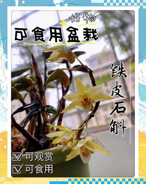 石斛盆栽养护全指南:浇水施肥与光照管理技巧 越冬越夏管理