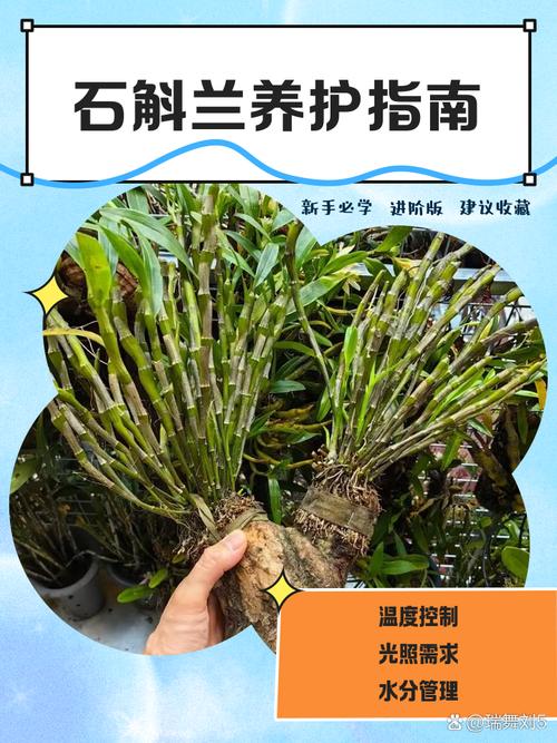石斛盆栽养护全指南:浇水施肥与光照管理技巧 常见问题解答(FAQ)