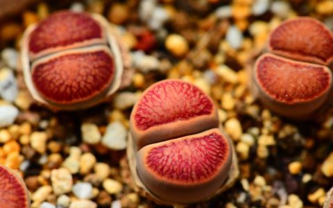 生石花是什么植物？详解生石花的特征与养护