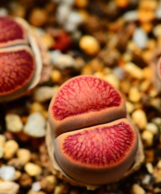生石花是什么植物？详解生石花的特征与养护