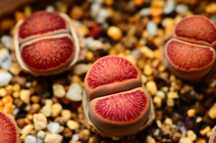 生石花是什么植物?详解生石花的特征与养护 生石花是什么植物?详解生石花的特征与养护