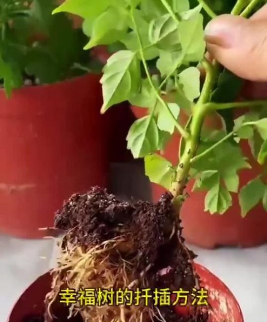 幸福树如何扦插繁殖？家庭繁殖技术全解析