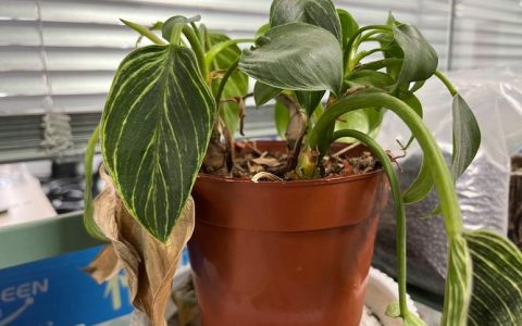 植物烂根是什么原因？家庭盆栽根系拯救全指南